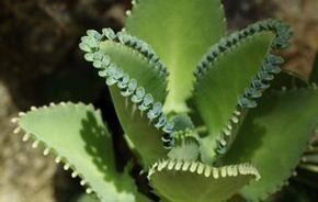 Folk remedies for papilloma removal
