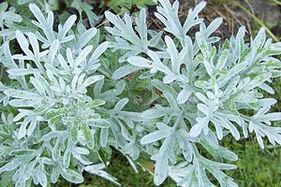 Mugwort Tincture to Remove Papilloma
