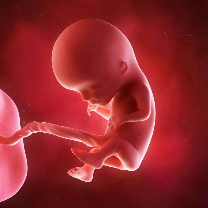 baby in womb