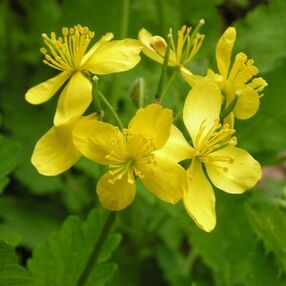 Chelidonium fights papilloma