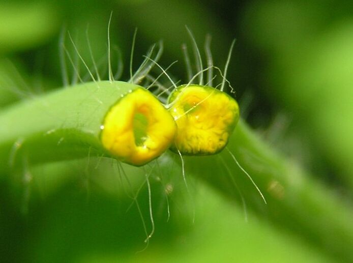 Chelidonium for removal of cervical papillomas