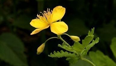Removal of warts with Celandine